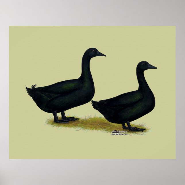 Poster Canards : Cayugas noirs (Devant)