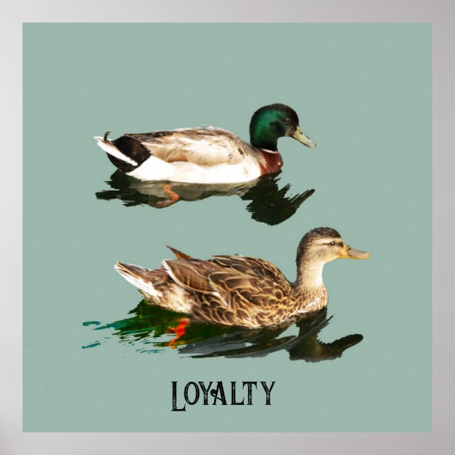 Poster Canards colverts (Devant)