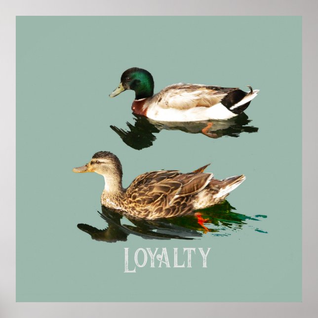 Poster Canards colverts (Devant)