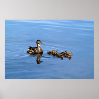 Poster Canards colverts