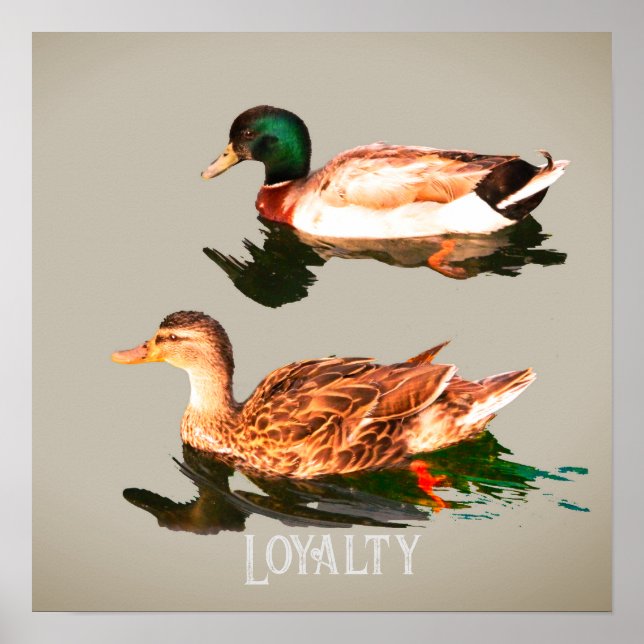 Poster Canards colverts (Devant)