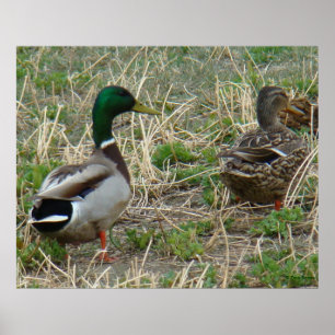 Poster Canards colverts B12 Couple