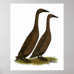 Poster Canards coureurs de chocolat