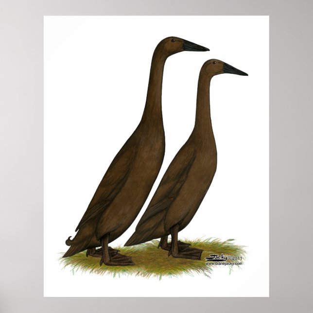 Poster Canards coureurs de chocolat (Devant)