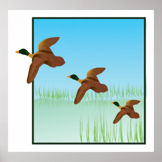 Poster Canards dans un étang