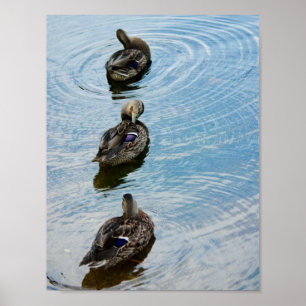 Poster Canards dans une rangée