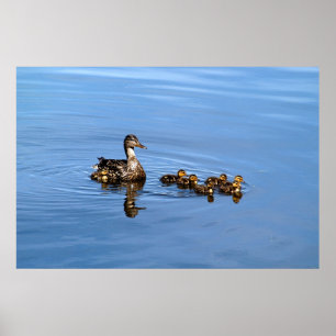 Poster Canards de Mallard