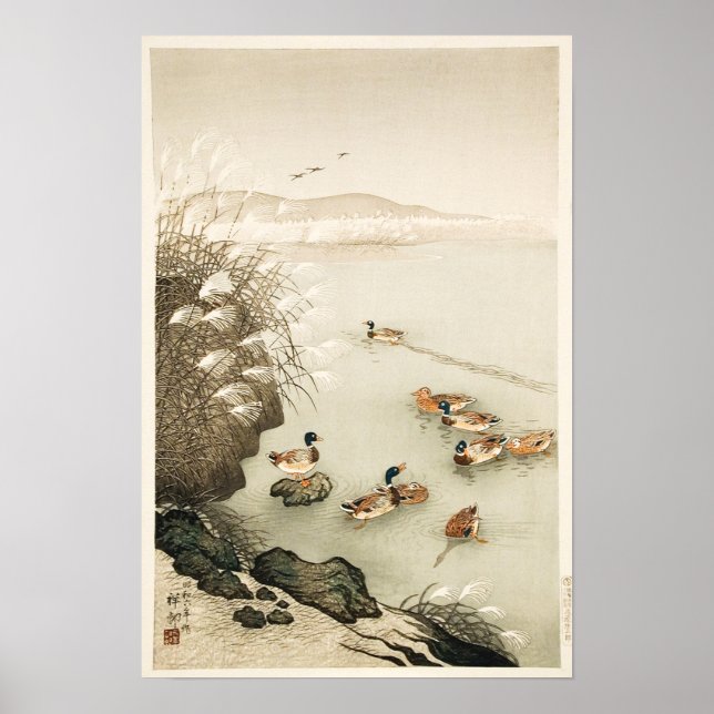 Poster Canards de Mallard Nager par Pampas Grass (Devant)