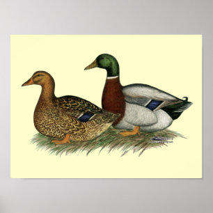 Poster Canards de Rouen