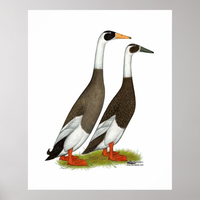 Poster Canards : Émeri Penciled Runners (Devant)