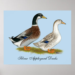 Poster Canards : Joyeuse Argent