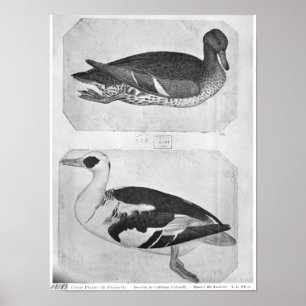 Poster Canards, le de l'album de Vallardi