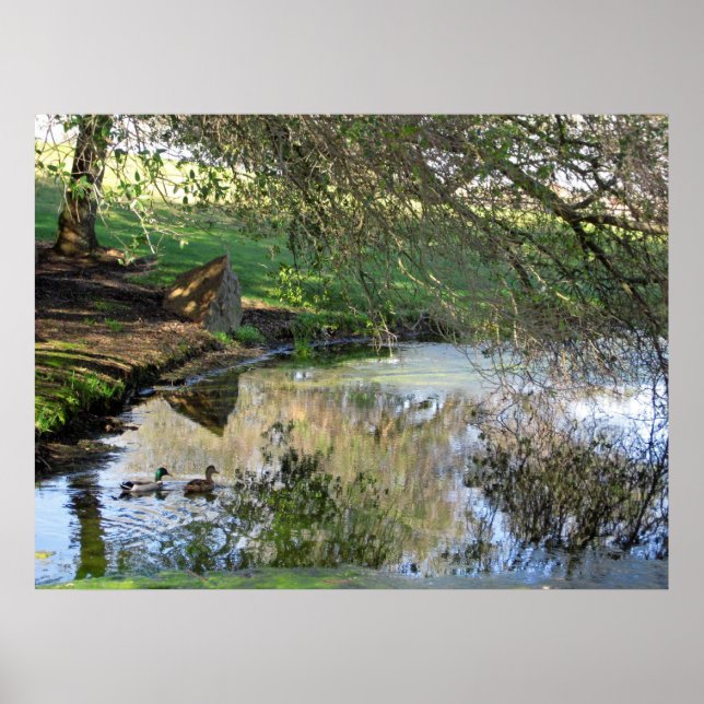 Poster "Canards nicheurs" (Devant)