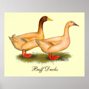 Poster Canards :  Orpington de couleur chamois