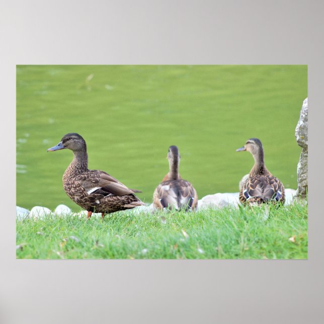 Poster Canards par Pond (Devant)