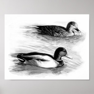 Poster Canards sur le lac