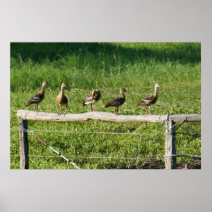 POSTER CANARDS SUR UNE BARRIÈRE AU QUEENSLAND RURAL
