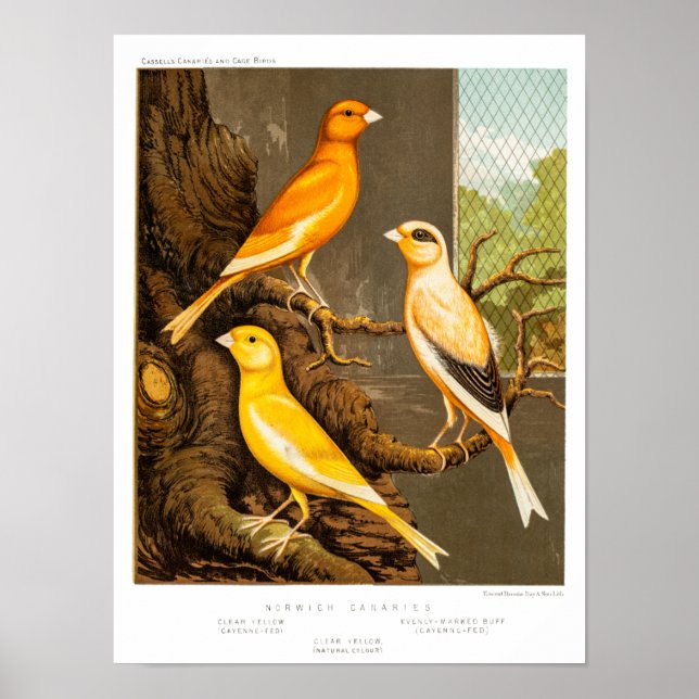 Poster Canaries Canary Song vintage 1800 Canaries Modèle (Devant)