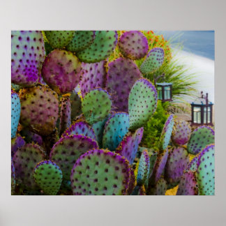 Poster Candy Cactus