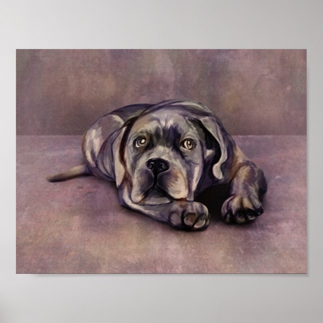 Poster Cane Corso - Chiot Mastiff italien (Devant)