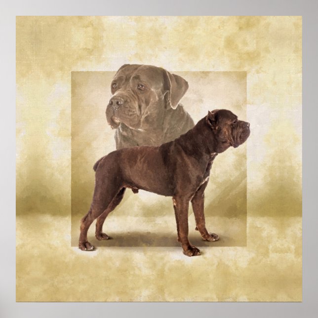 Poster Cane Corso - Mastiff italien (Devant)