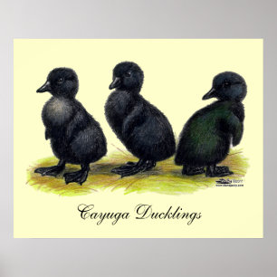 Poster Canetons Black Cayuga