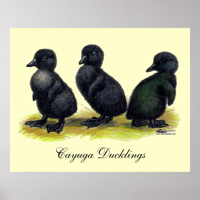 Poster Canetons Black Cayuga (Devant)