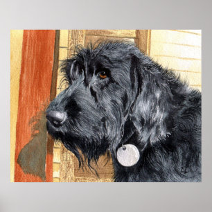 Poster Canevas de Labradoodé noir n° 1 Imprimer