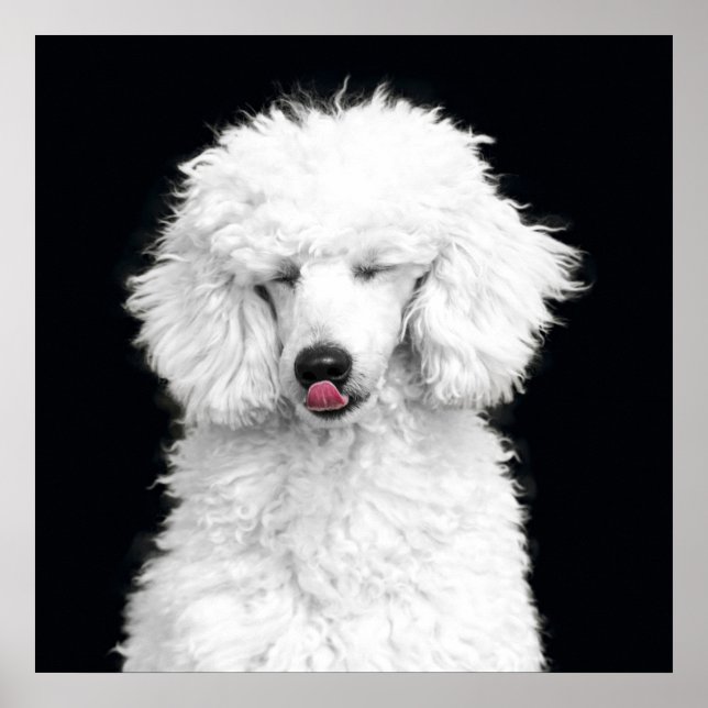 Poster Caniche blanc (Devant)