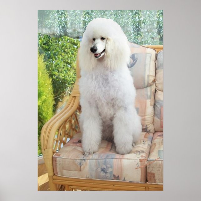 Poster Caniche Blanc (Devant)
