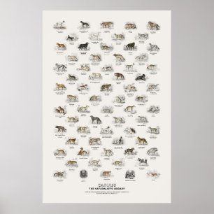 Poster Canidés - Bibliothèque du naturaliste