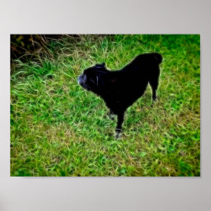 Poster Canine curieuse en fibres brillantes sur noir
