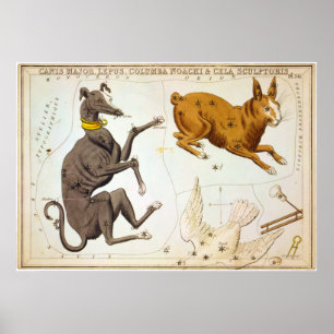 Poster Canis Major, Lepus, Columba Noachi & Cela Sculptor