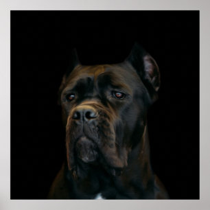 Poster Canne Corso - mastiff italien