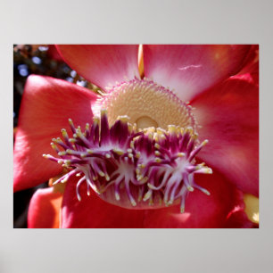 Poster Cannonball Tree Blossom