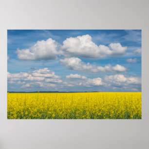 Poster Canola Field & Nuages