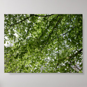 Poster Canopée