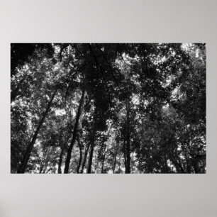Poster Canopée de bois 01 BW