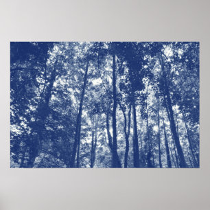 Poster Canopée de bois - Effet Cyanotype