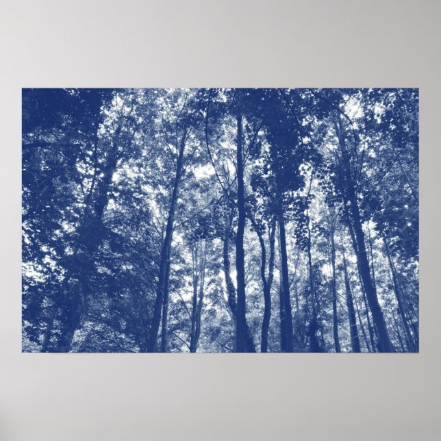 Poster Canopée de bois - Effet Cyanotype (Devant)