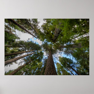 Poster canopée de sapin de Douglas