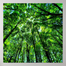 Canopée des arbres
