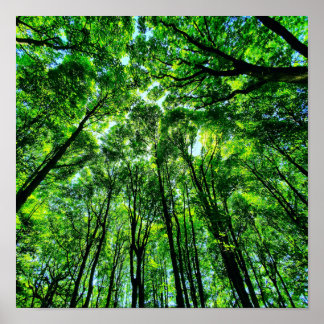 Poster Canopée des arbres