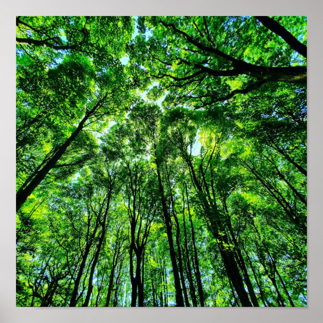 Poster Canopée des arbres (Devant)