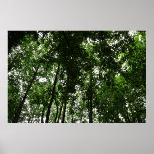 Poster Canopée des bois 01