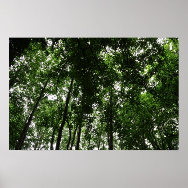 Poster Canopée des bois 01 (Devant)