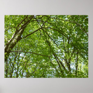 Poster Canopée du printemps Feuille Green Nature Scene