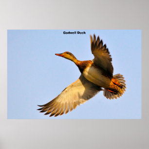 Poster Canvas Back Duck