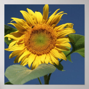 Poster Canvas de tournesol