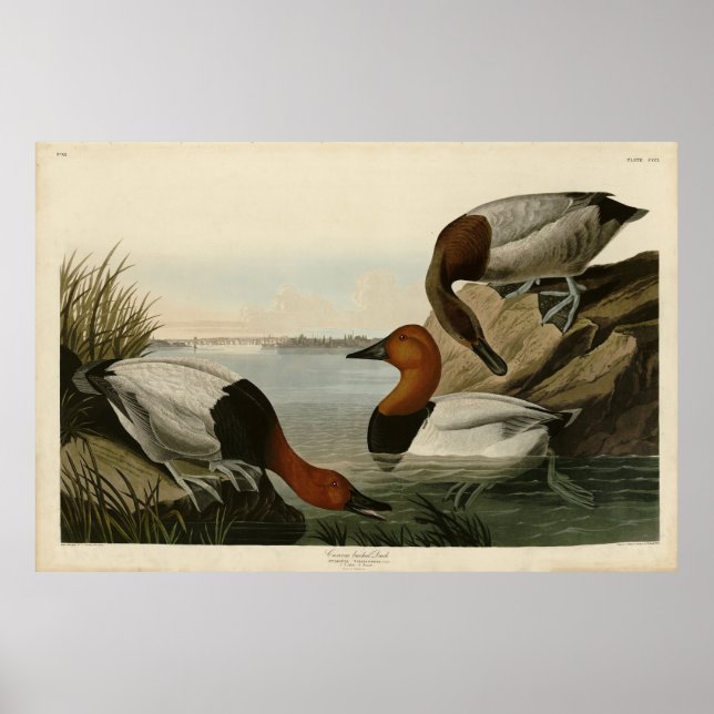 Poster Canvas Duck d'Audubon's Birds of America (Devant)